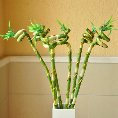 Фото комнатного бамбука
